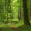 photo non représentative des bois de Villiers
