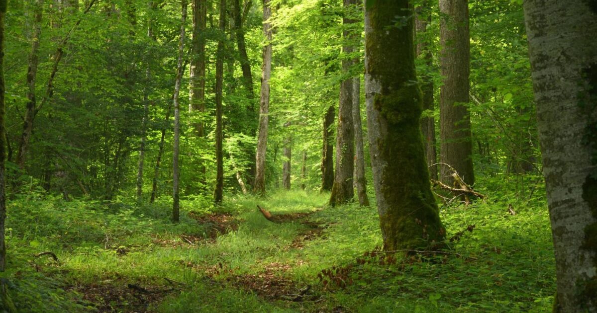 photo non repr&eacute;sentative des bois de Villiers